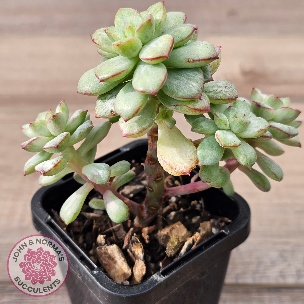 Echeveria Tango Silk Variegata