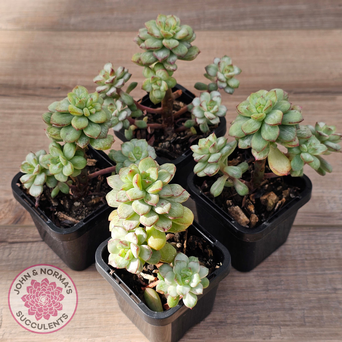 Echeveria Tango Silk Variegata