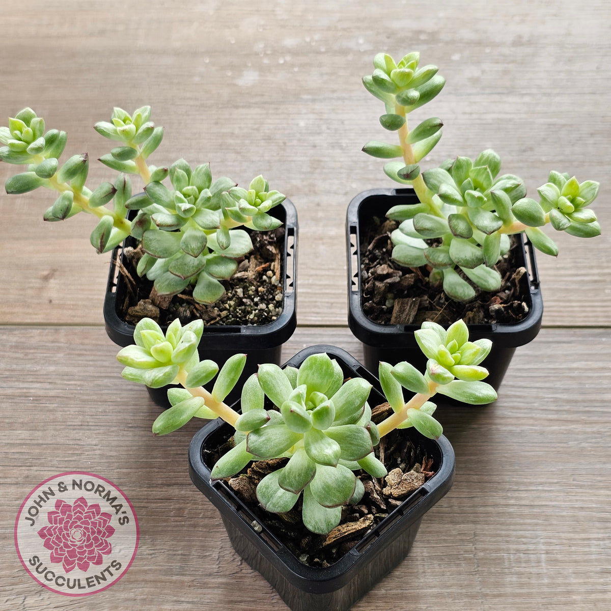 Echeveria Tango Silk Variegata