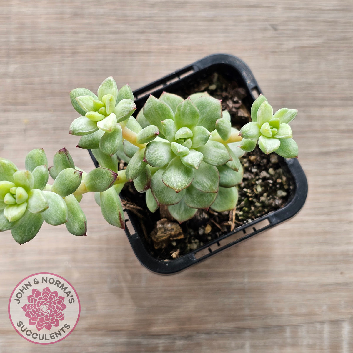 Echeveria Tango Silk Variegata