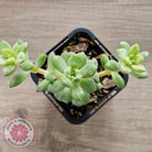 Echeveria Tango Silk Variegata