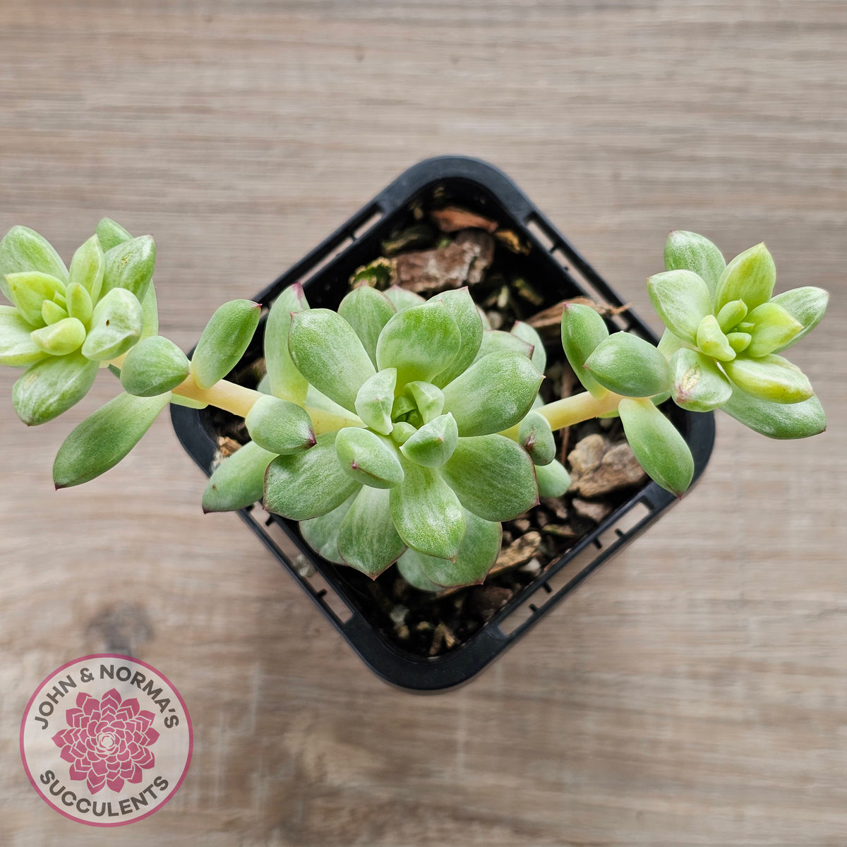 Echeveria Tango Silk Variegata