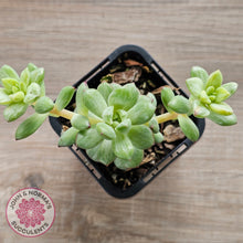 Load image into Gallery viewer, Echeveria Tango Silk Variegata
