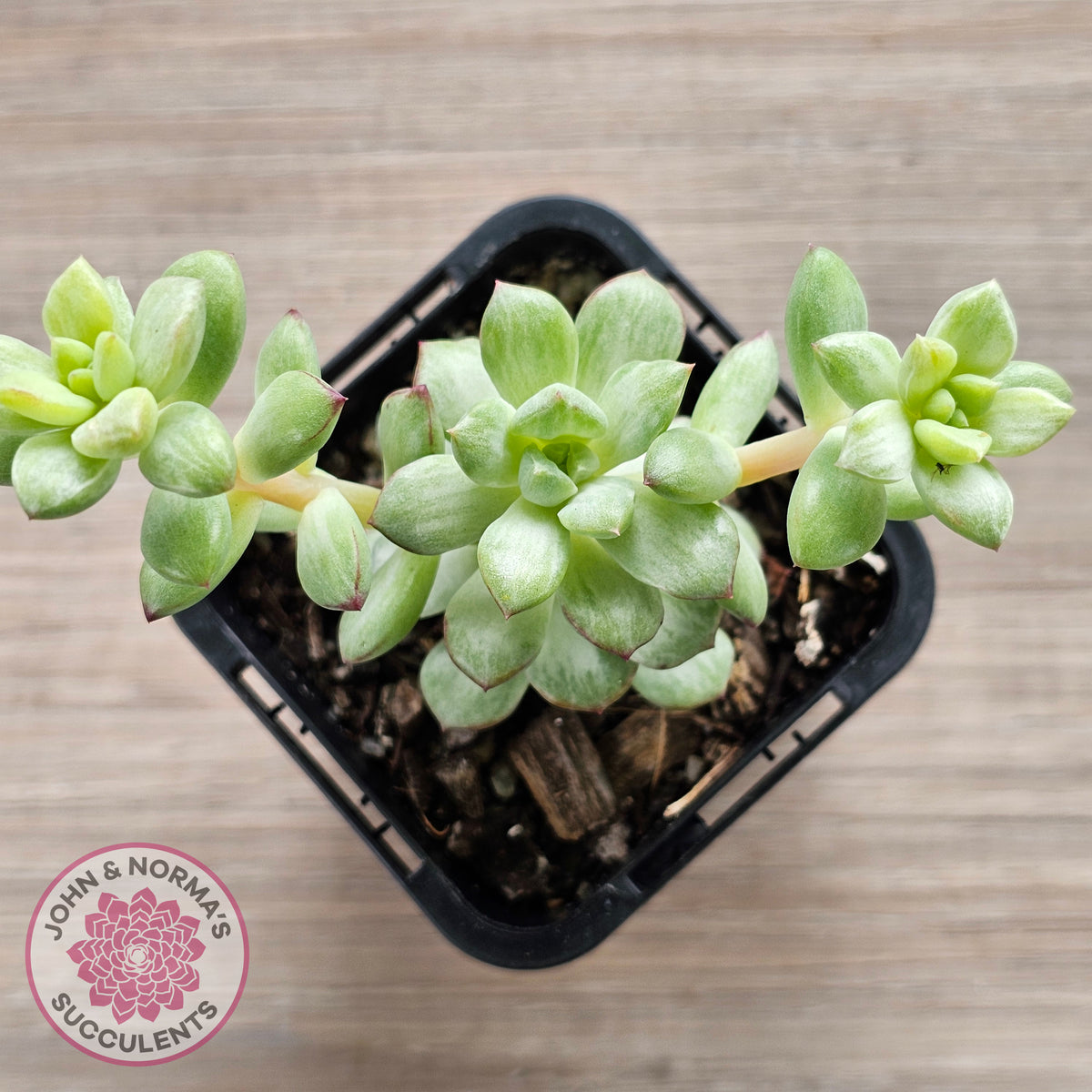 Echeveria Tango Silk Variegata