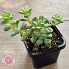 Echeveria Tango Silk Variegata