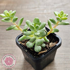 Echeveria Tango Silk Variegata