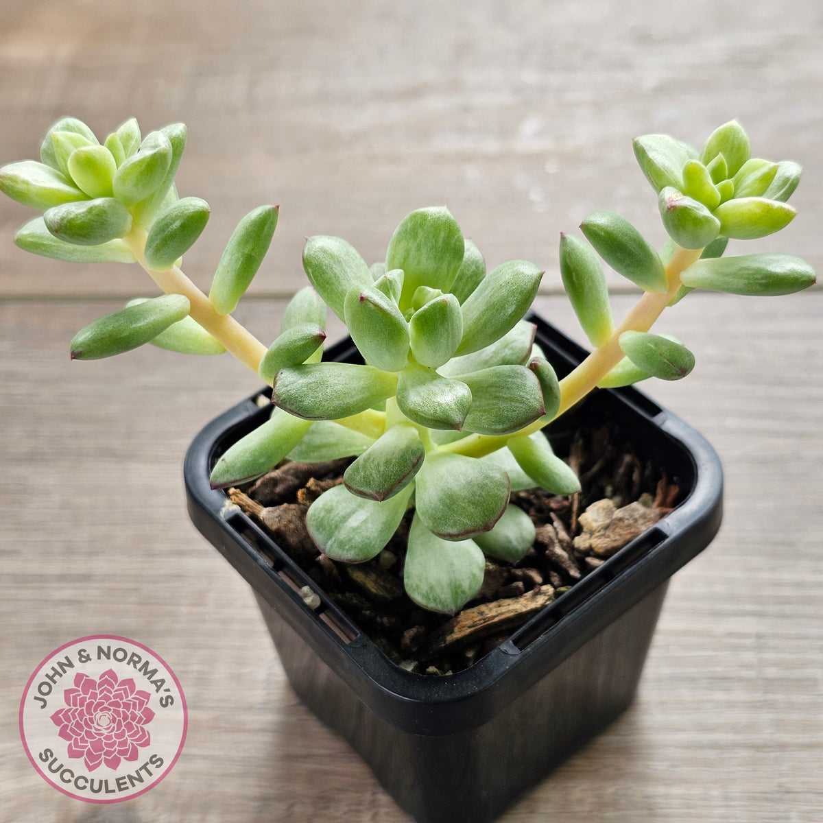 Echeveria Tango Silk Variegata
