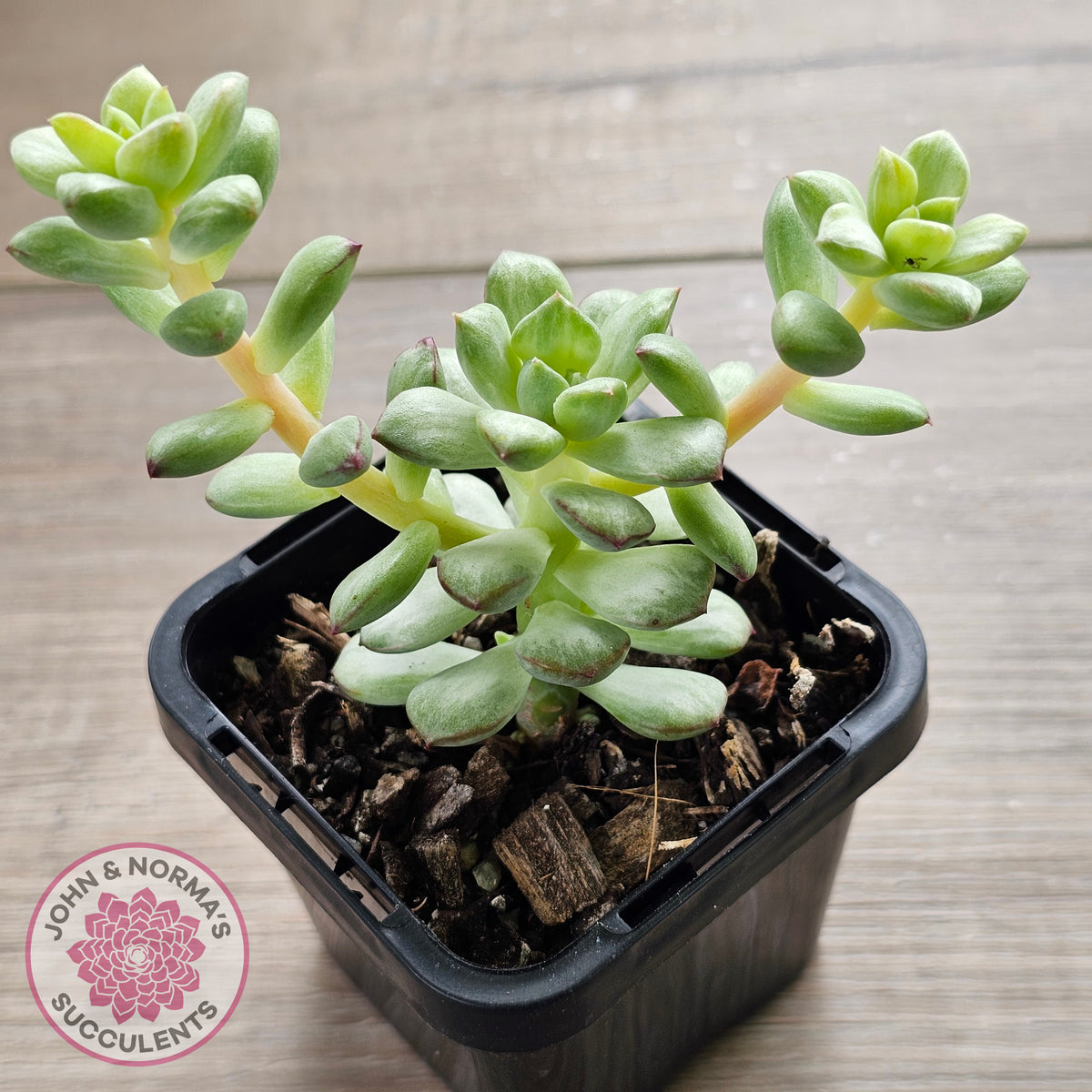 Echeveria Tango Silk Variegata
