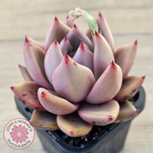 Load image into Gallery viewer, Echeveria &#39;Taurus&#39;

