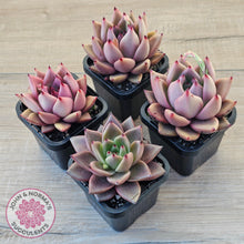 Load image into Gallery viewer, Echeveria &#39;Taurus&#39;
