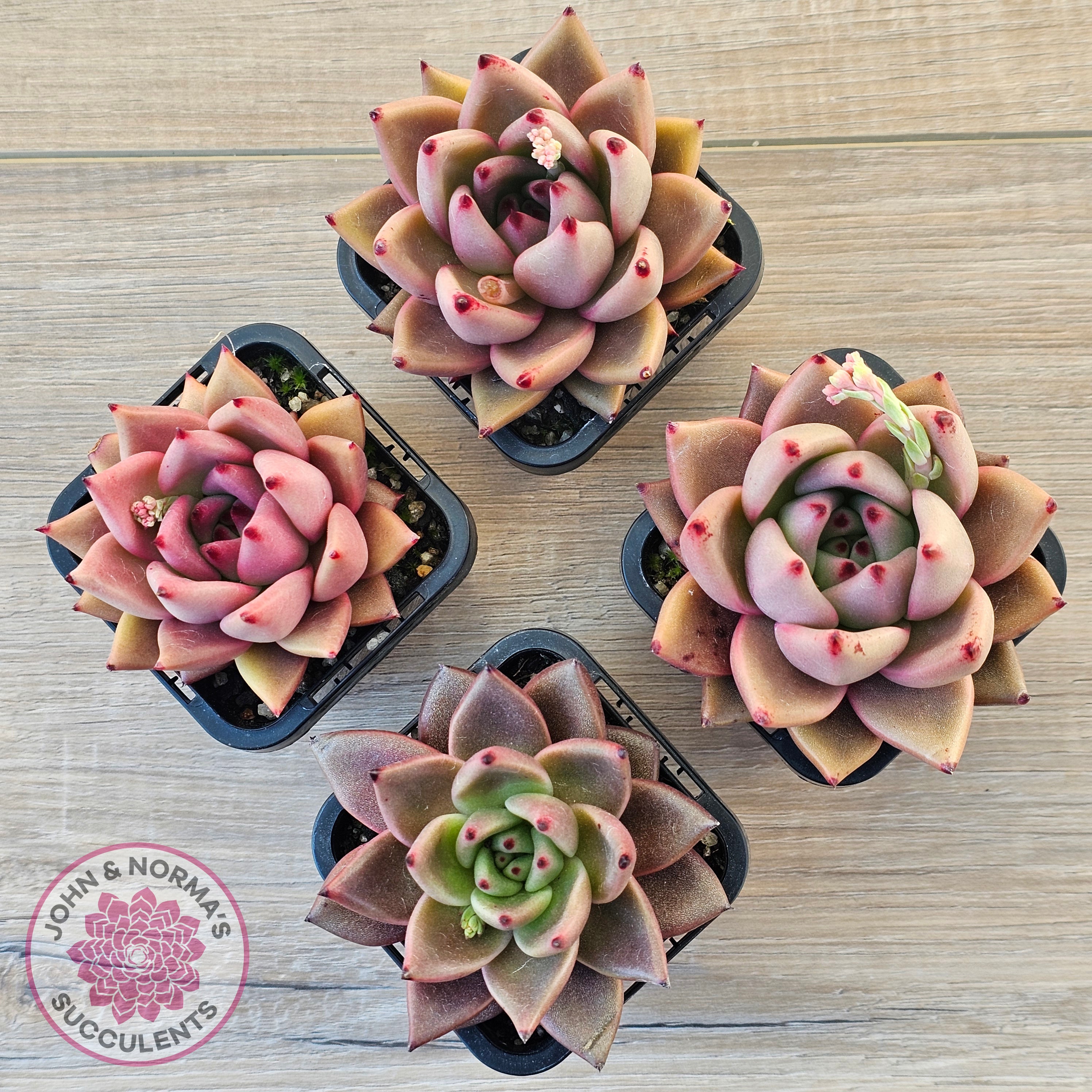 taurus succulent Buy Echeveria 'Taurus' Australia