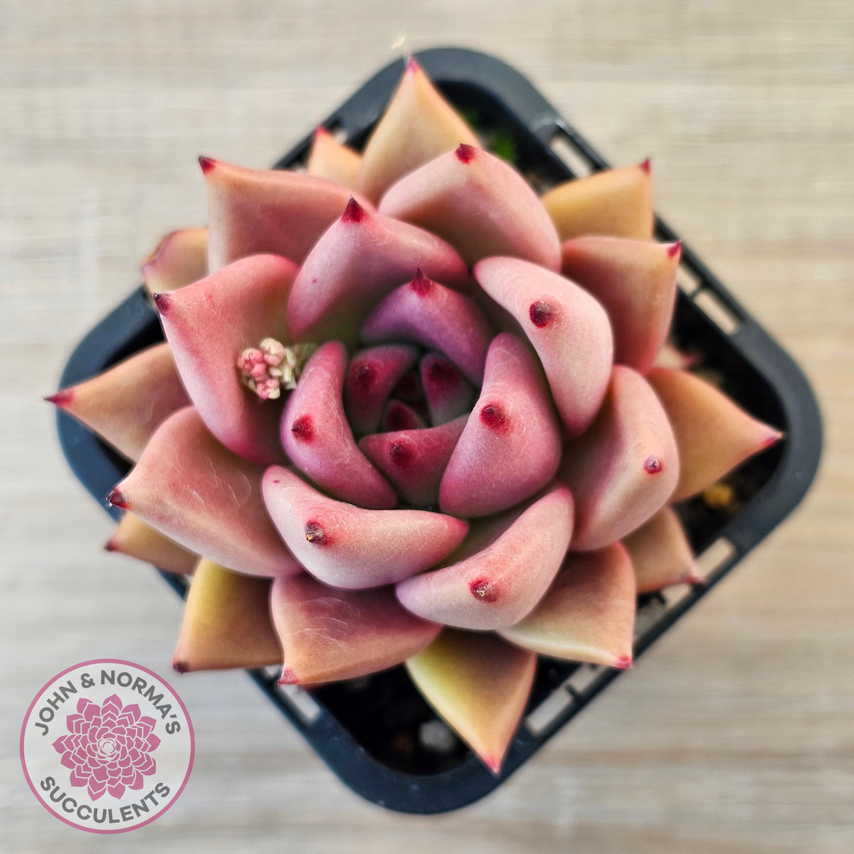 Echeveria 'Taurus'
