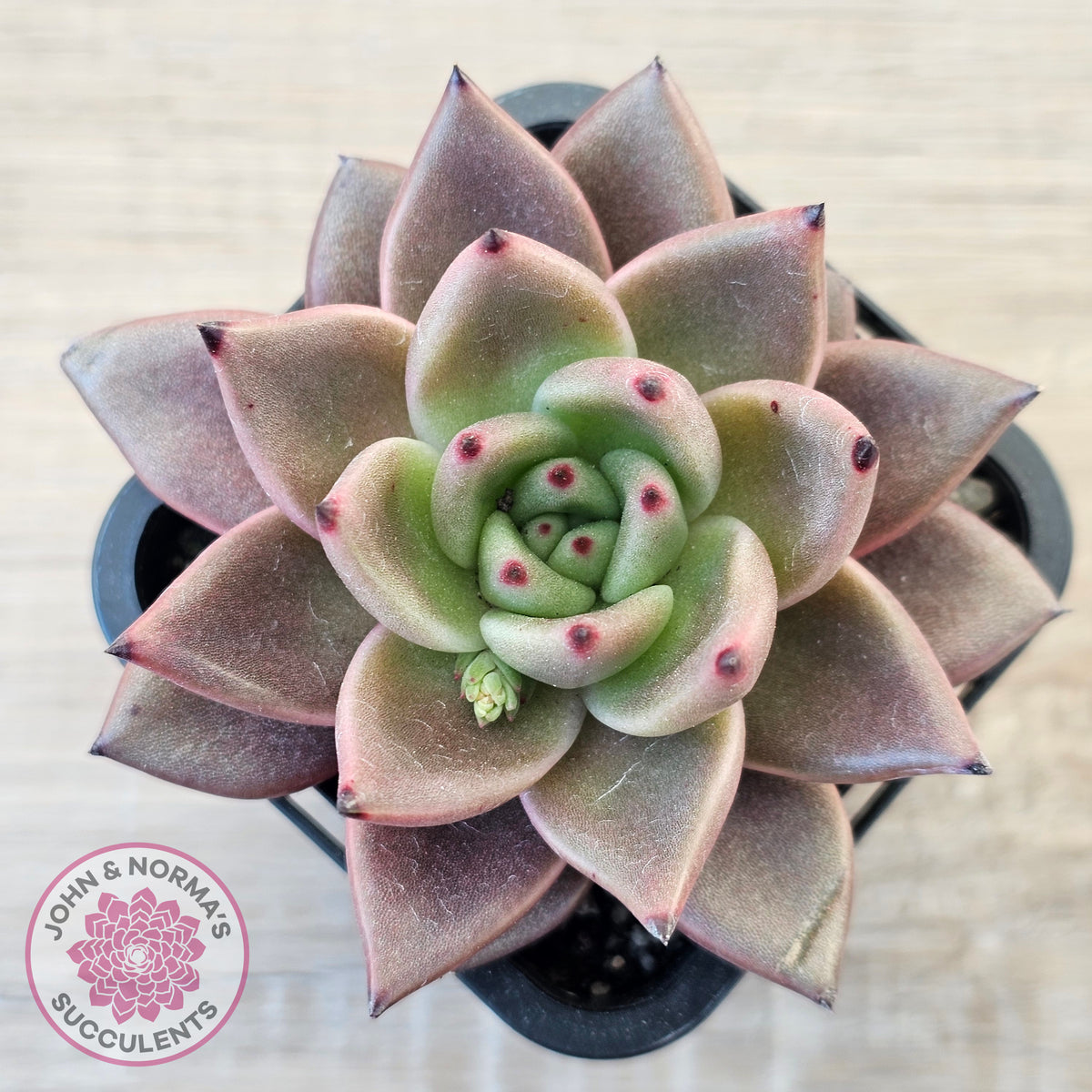 Echeveria 'Taurus'
