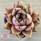 Echeveria 'Taurus'