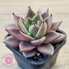 Echeveria 'Taurus'