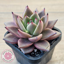 Load image into Gallery viewer, Echeveria &#39;Taurus&#39;
