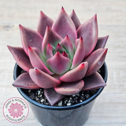 Echeveria 'Taurus' - John & Norma's Succulents Australia