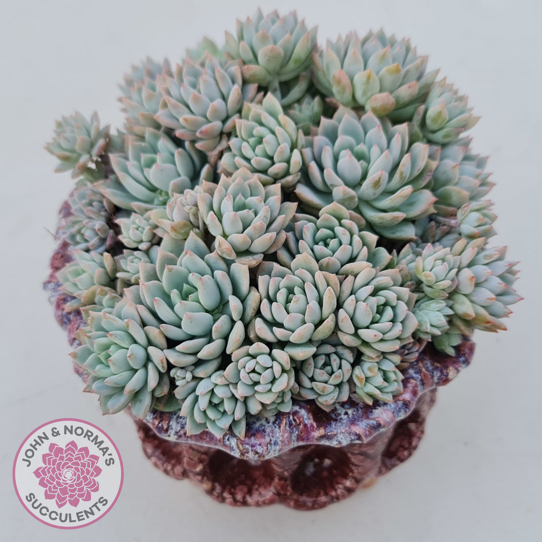 Echeveria White One