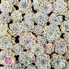 Echeveria 'Tinkerbell' Variegated Cutting/s