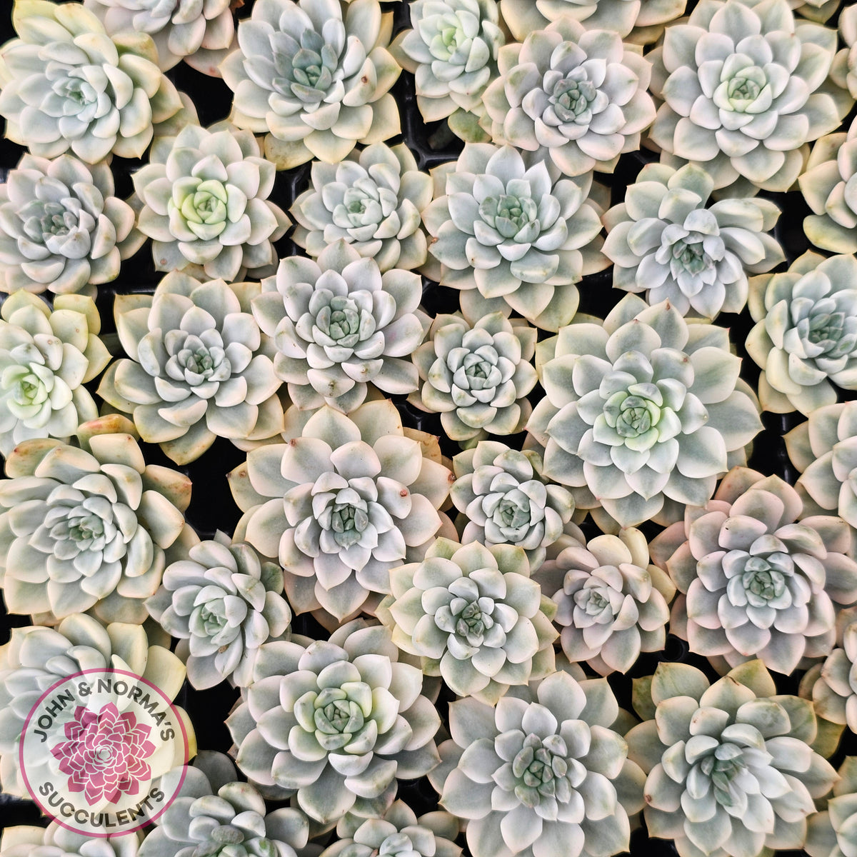Echeveria 'Tinkerbell' Variegated Cutting/s