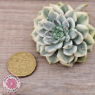 Echeveria 'Tinkerbell' Variegated Cutting/s