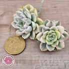 Echeveria 'Tinkerbell' Variegated Cutting/s