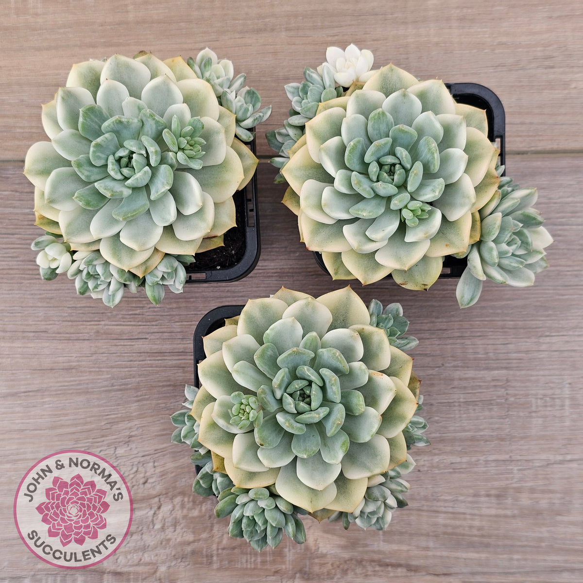 Echeveria 'Tinkerbell' Variegated