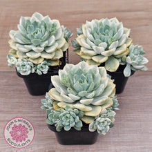 Load image into Gallery viewer, Echeveria &#39;Tinkerbell&#39; Variegated
