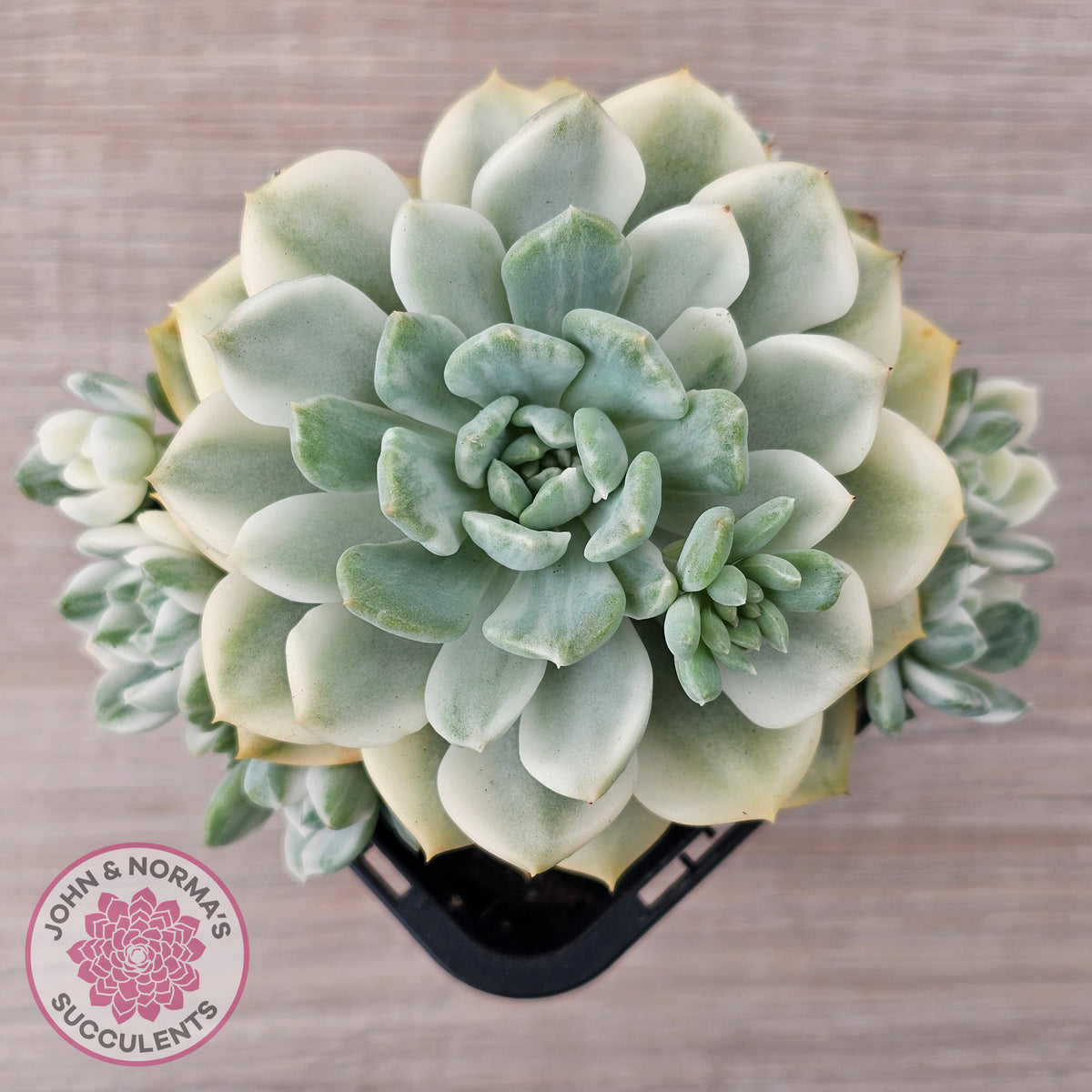 Echeveria 'Tinkerbell' Variegated