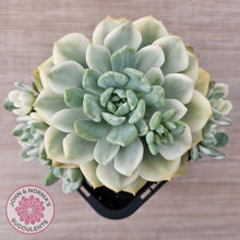 Load image into Gallery viewer, Echeveria &#39;Tinkerbell&#39; Variegated
