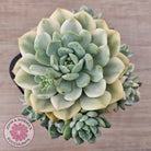 Echeveria 'Tinkerbell' Variegated