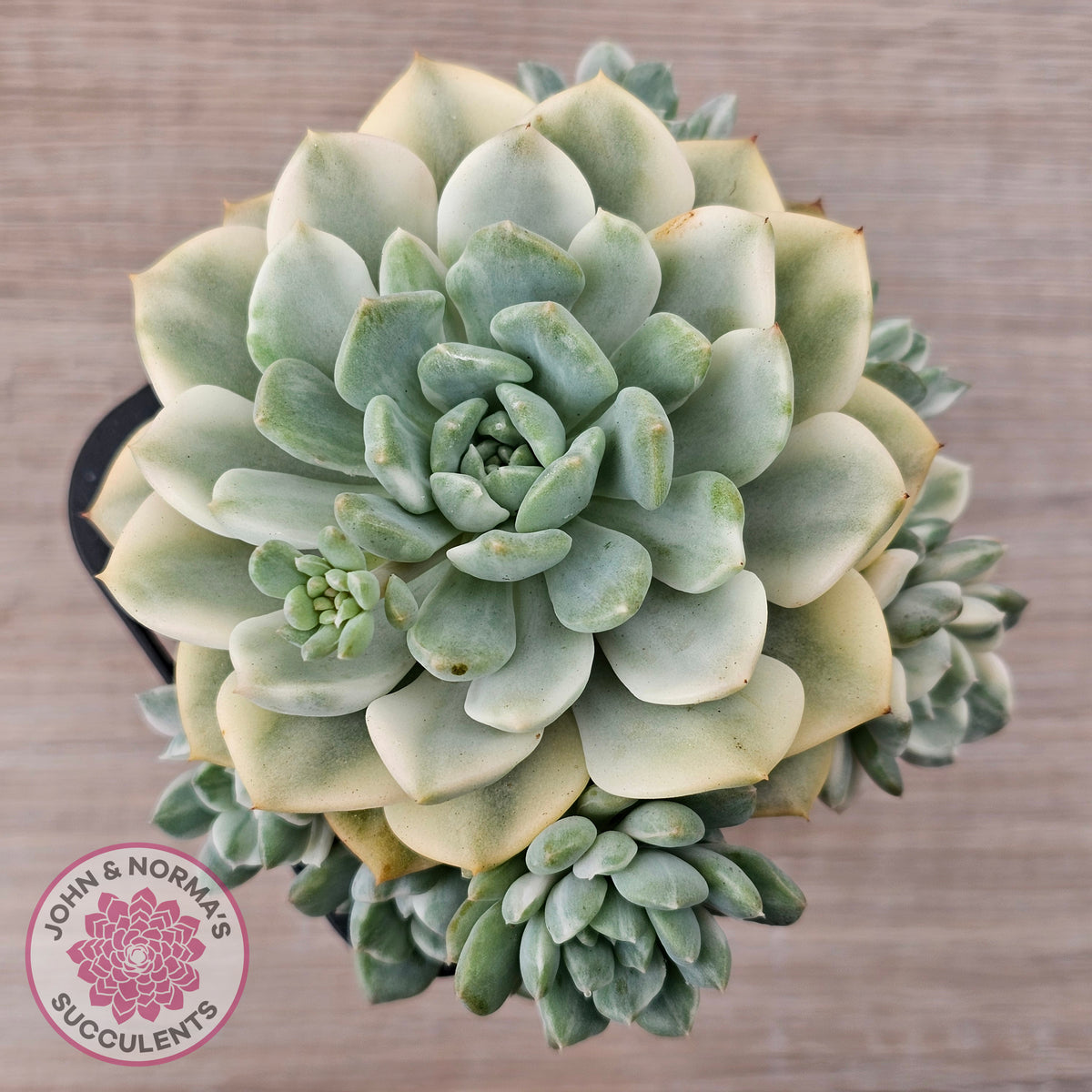 Echeveria 'Tinkerbell' Variegated