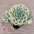 Echeveria 'Tinkerbell' Variegated