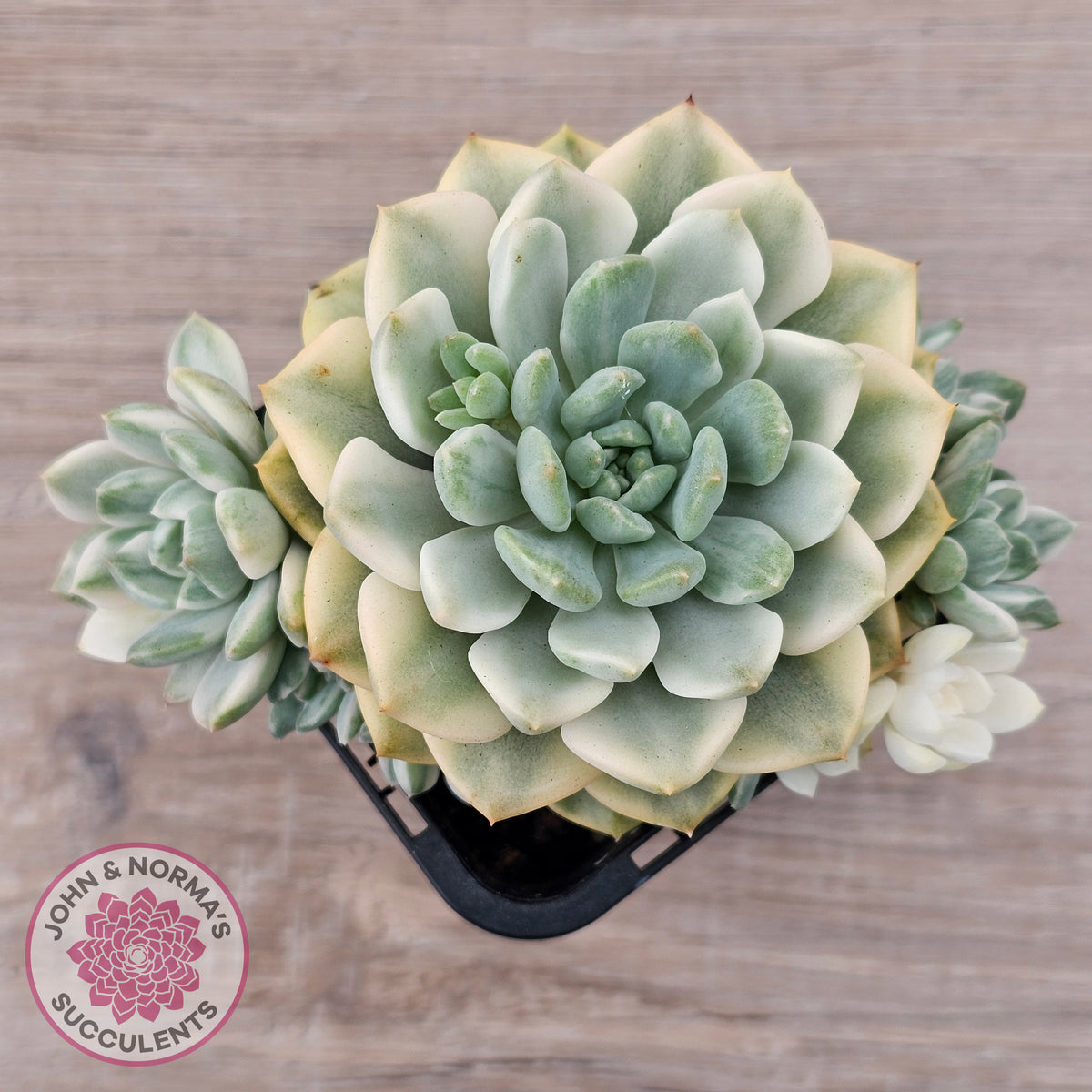 Echeveria 'Tinkerbell' Variegated