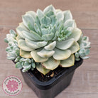 Echeveria 'Tinkerbell' Variegated
