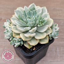 Load image into Gallery viewer, Echeveria &#39;Tinkerbell&#39; Variegated
