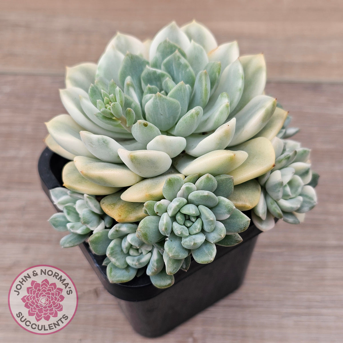 Echeveria 'Tinkerbell' Variegated