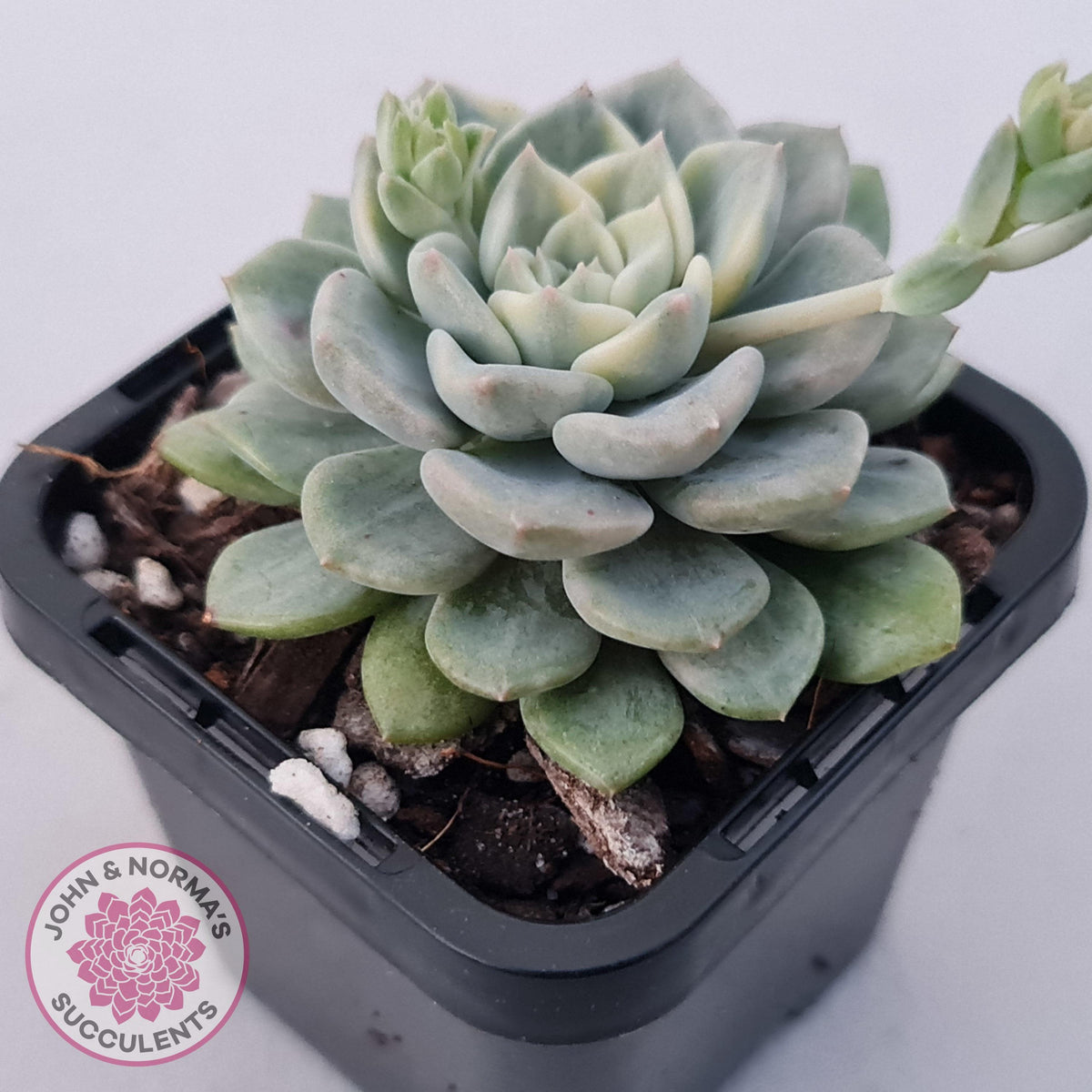 Echeveria 'Tinkerbell' Variegated