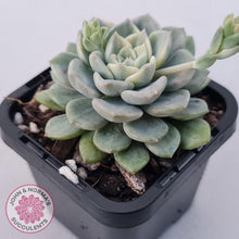 Load image into Gallery viewer, Echeveria &#39;Tinkerbell&#39; Variegated - John &amp; Norma&#39;s Succulents Australia
