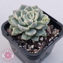 Load image into Gallery viewer, Echeveria &#39;Tinkerbell&#39; Variegated - John &amp; Norma&#39;s Succulents Australia
