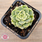 Echeveria 'Tinkerbell' Variegated