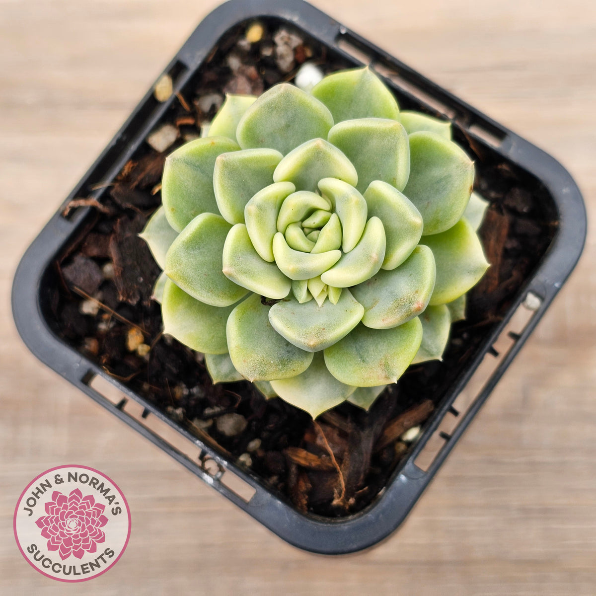 Echeveria 'Tinkerbell' Variegated