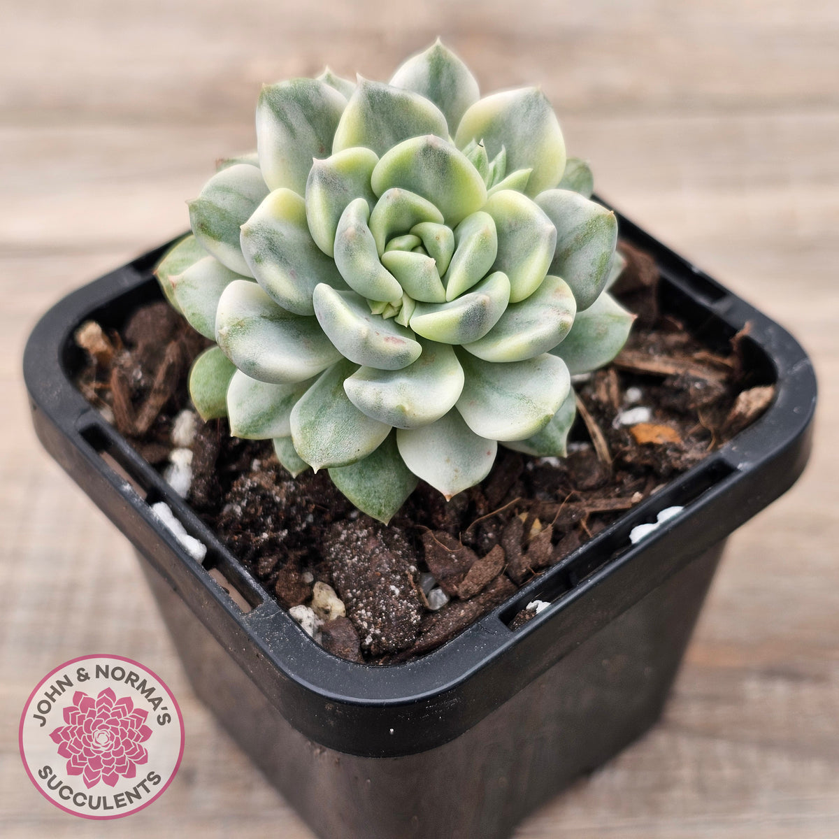 Echeveria 'Tinkerbell' Variegated