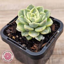 Load image into Gallery viewer, Echeveria &#39;Tinkerbell&#39; Variegated
