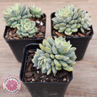Echeveria 'Tinkerbell' Variegated