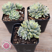 Load image into Gallery viewer, Echeveria &#39;Tinkerbell&#39; Variegated
