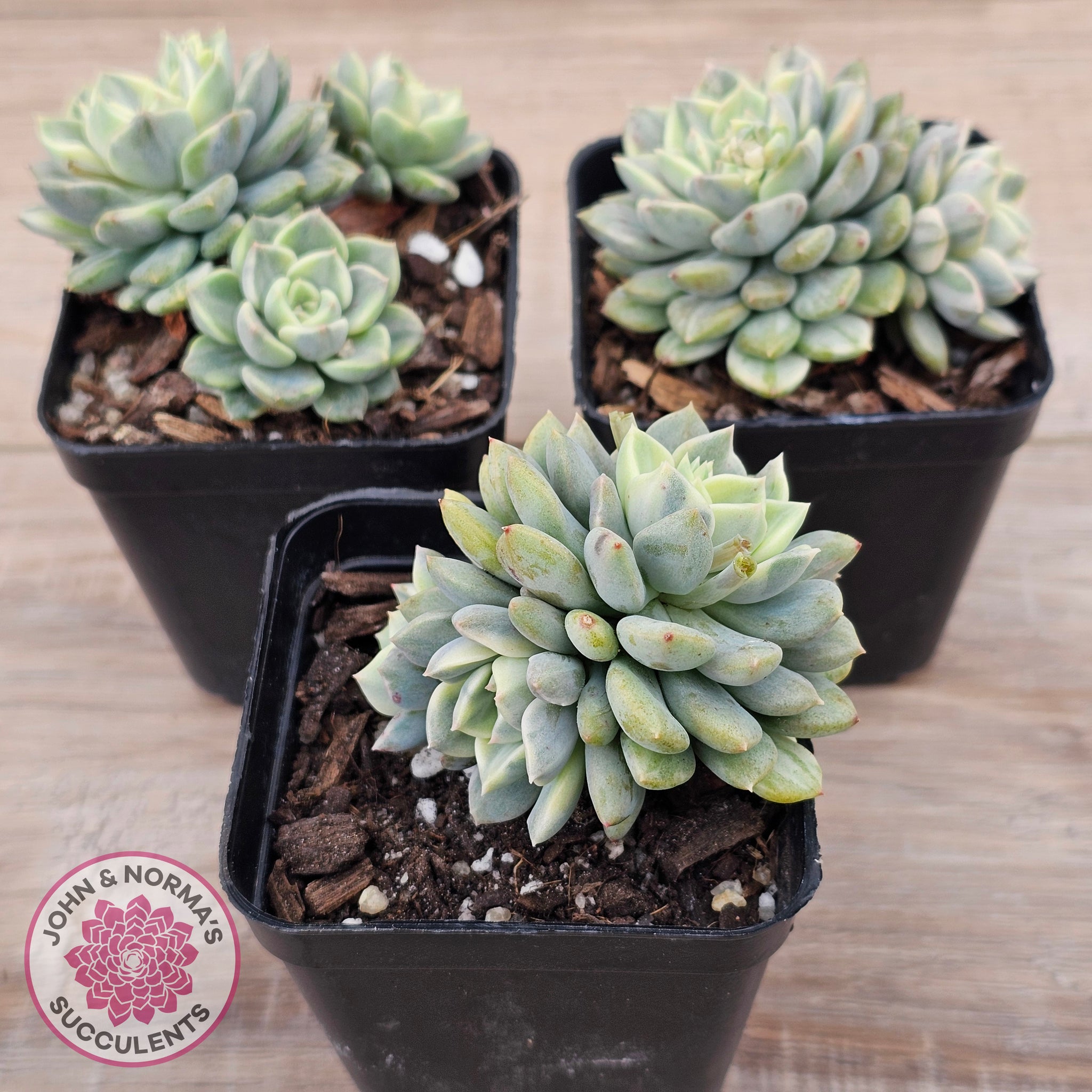 variegated succulents australia Buy Echeveria 'Tinkerbell' Variegated Australia