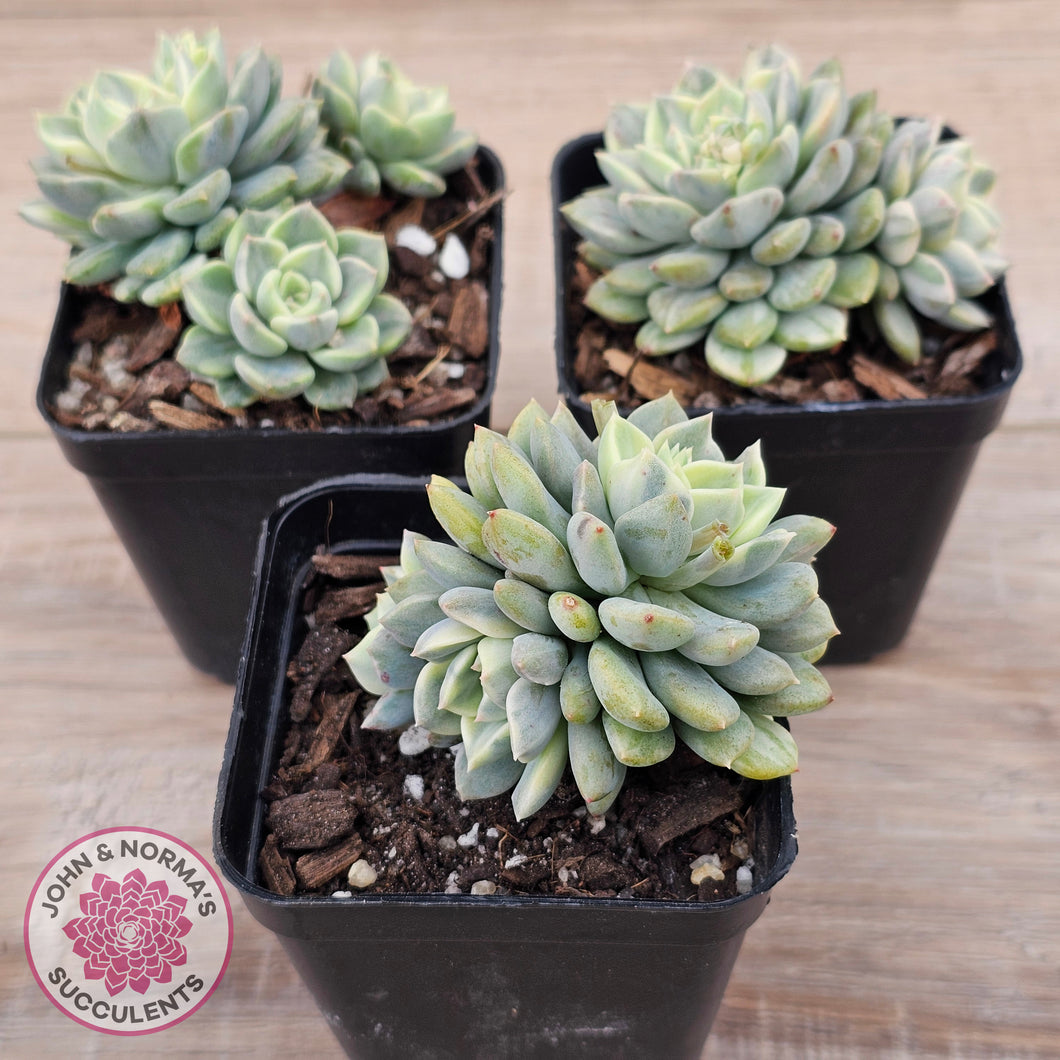 Echeveria 'Tinkerbell' Variegated