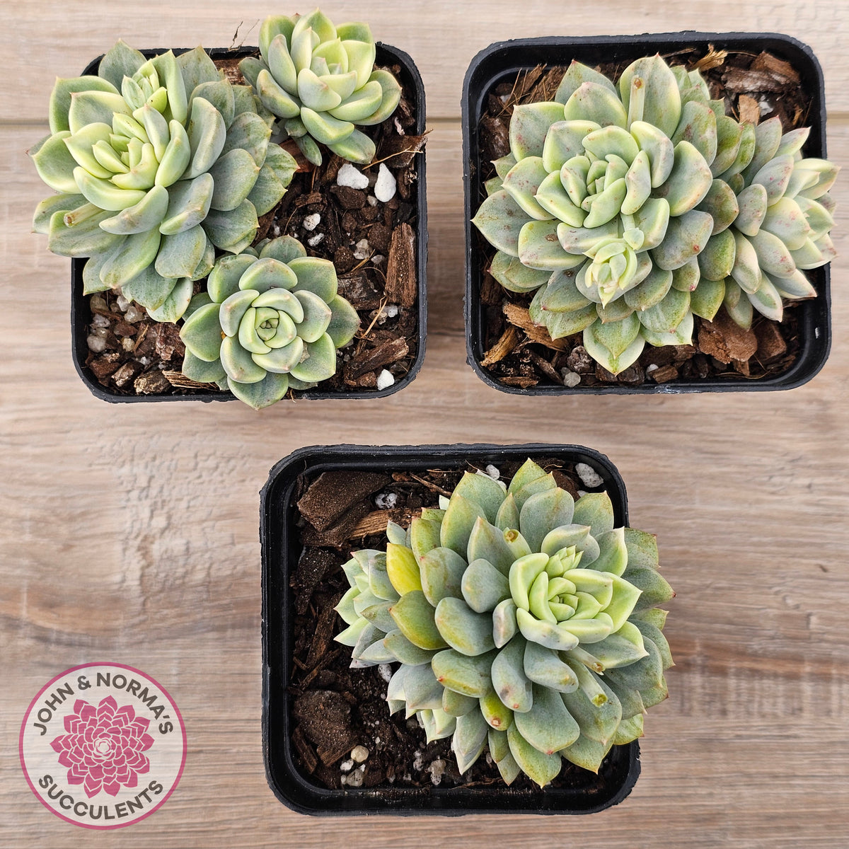 Echeveria 'Tinkerbell' Variegated