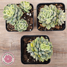 Load image into Gallery viewer, Echeveria &#39;Tinkerbell&#39; Variegated
